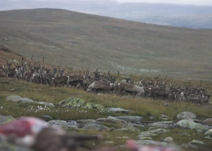 Haukelifjell Skisenter Leilighet *